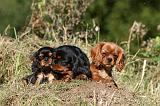 CAVALIER KING CHARLES 695